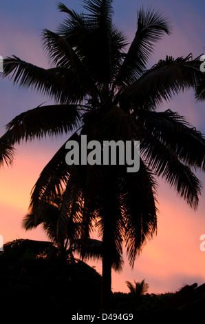 Single large coconut palm tree silhouetted against an orange sunset and twilight purple sky Stock Photo