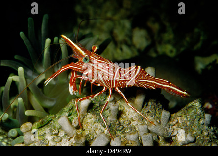 Dancing shrimp, camelback shrimp, Rhynchocinetes durbanensis,  Crustacea Stock Photo