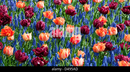 Mixed bed of tulips and muscari Keukenhof Park Netherlands Stock Photo