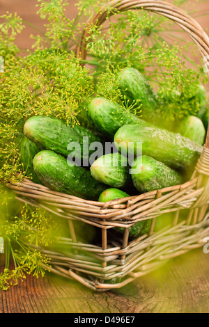 Harvest cucumbers and dill in a basket on the wooden background Stock Photo