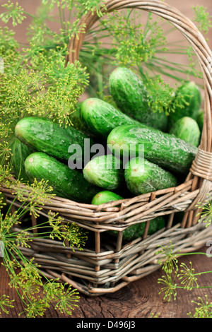 Harvest cucumbers and dill in a basket on the wooden background Stock Photo