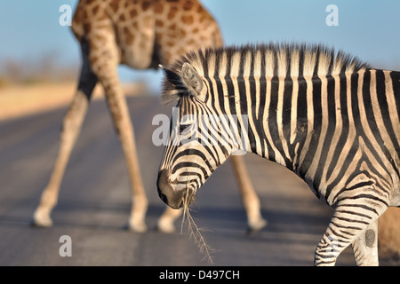 Burchell's zebra (Equus quagga burchellii) crossing a tarred road in front of a Cape giraffe (Giraffa camelopardalis giraffa), Kruger NP, South Africa Stock Photo