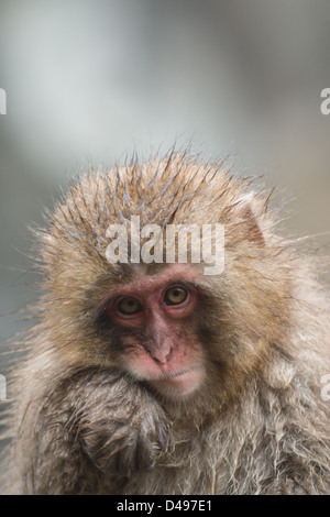 A young snow monkey resting its cheek on its wrist Stock Photo