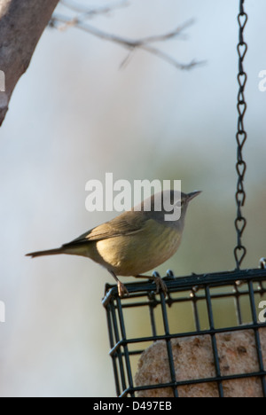 A Orange-Crowned Warbler on a cake feeder Stock Photo