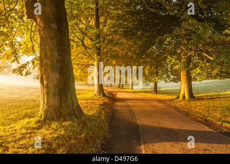 Autumn trees at Studley Royal Park near Ripon, North Yorkshire. Stock Photo