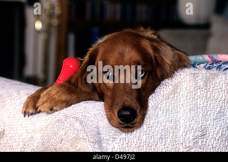 Golden retriever in owner's house resting on a couch holding a chew toy Stock Photo