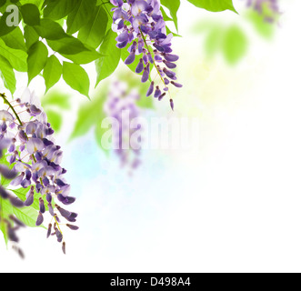 green leaves border for an angle of page over a white background - wisteria leaf Stock Photo