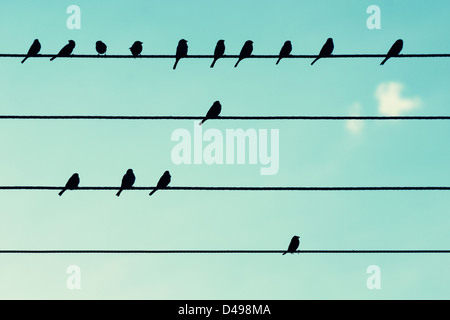 Birds on power cables, like musical notes. Stock Photo