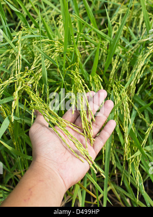 Closeup rice on hand up in paddy Stock Photo