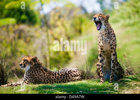Two Wild african cheetahs relaxing in the grass Stock Photo