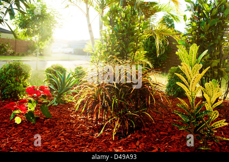 Beautiful natural garden with colorful tropical plants during sunset Stock Photo