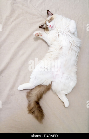 A ragdoll kitten asleep on her back, belly exposed in the ultimate cat sign of trust and happiness Stock Photo