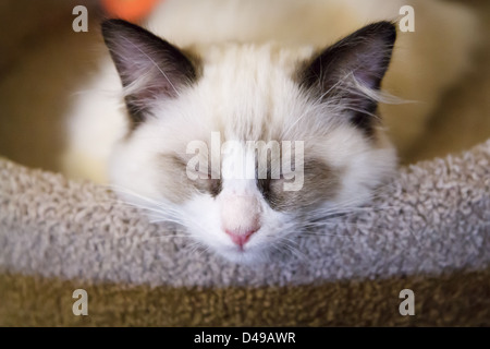 A tiny white ragdoll kitten asleep on a scratching post Stock Photo