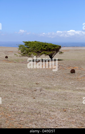 A wind blown tree on the South Point on the big island of Hawaii, USA Stock Photo