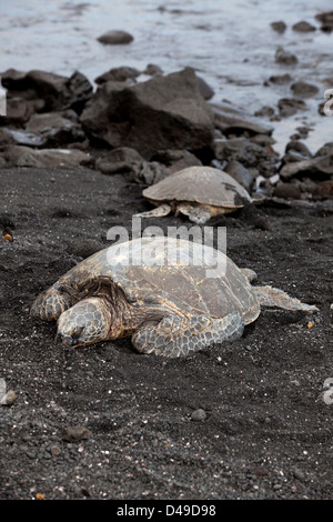 black sand beach with turtles