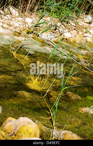 Common Reed Rizomes Rhizomes. Phragmites, Common reed showing its rhizomes, method of ...