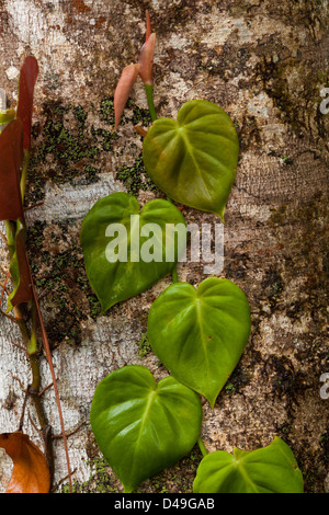 Leaves growing on a tree in the rainforest of Burbayar nature reserve, Panama province, Republic of Panama. Stock Photo