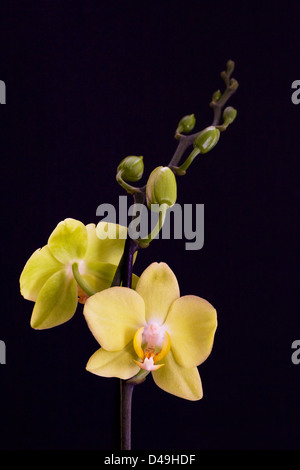 Phalaenopsis cultivar. Moth orchid flower. Pale yellow flowers against a black background. Stock Photo