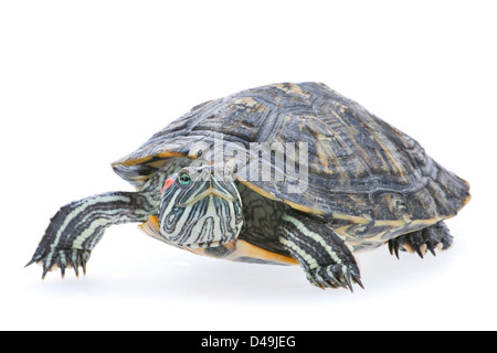 Red-eared slider isolated on white Stock Photo