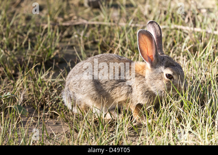 A rabbit frolics through the grass at Denver International Airport in Denver, Colorado. Stock Photo