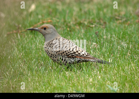 A female Northern Flicker (Colaptes auratus) sitting on grass during summer. Stock Photo