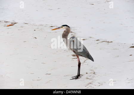 A Great Blue Heron on the beach in Florida Stock Photo