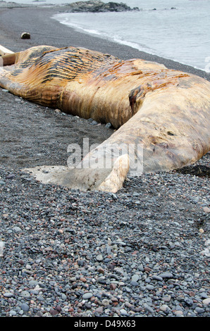 A dead juvenile Northern Right Whale on Raccoon Beach, Campobello Island, New Brunswick. Stock Photo