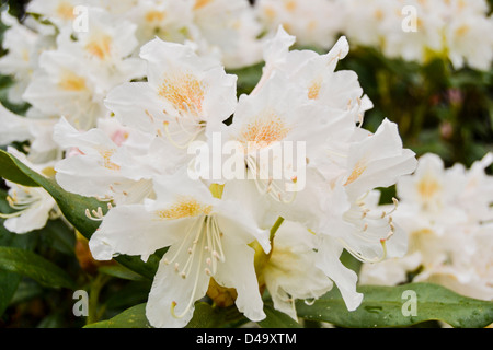 Rhododendron in Norway Stock Photo
