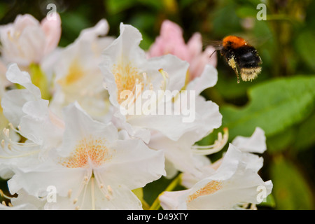 Bee and Rhododendron. Stock Photo