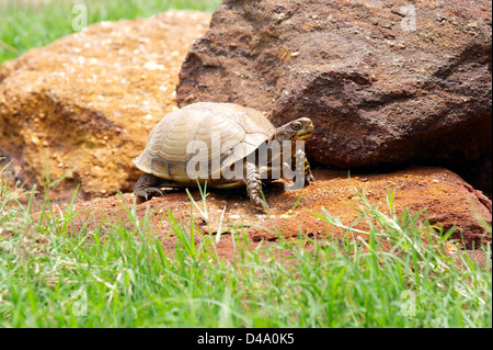 Three-toed box turtle Stock Photo