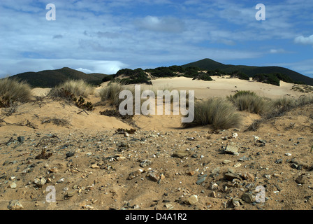 Ingurtosu Italy, dunes in the nature reserve in Sardinia Costa Verde Stock Photo