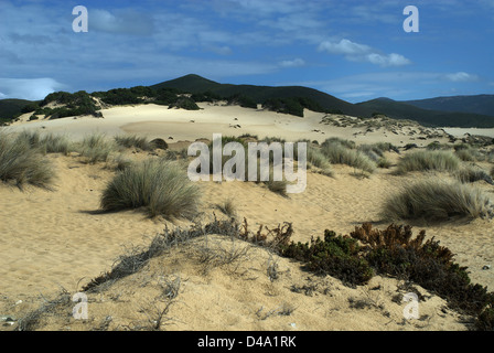 Ingurtosu Italy, dunes in the nature reserve in Sardinia Costa Verde Stock Photo