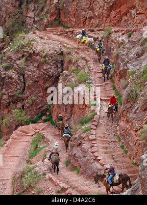 Guided mule riders descending Jacob's Ladder on the Bright Angel trail into the Grand Canyon April 15, 2007 at the Grand Canyon National Park, Arizona. Jacob's Ladder is a steep series of switchbacks through the redwall limestone located just below Three-Mile Resthouse. Stock Photo