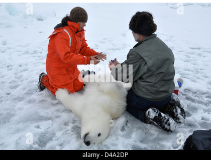 George Durner a polar researcher from the US Geological Survey hands vials to Christina Galvin after collecting blood samples from a tranquillized polar bear cub October 5, 2009 in the Arctic Ocean. The Coast Guard Cutter Polar Sea transported the scientists to the high Arctic to conduct polar bear research. Stock Photo