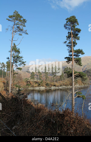 Scots Pine Trees On The Shores Of Loch Tulla In Winter In The Scottish Highlands Scotland United Kingdom Europe Stock Photo Alamy