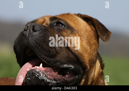 Dog Bullmastiff  /  adult portrait Stock Photo