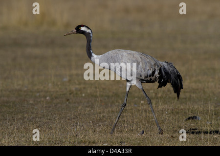 A common crane on the grass Stock Photo