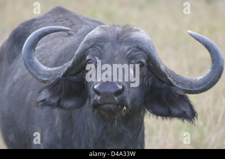 African buffalo in the Masai Mara, Kenya Stock Photo