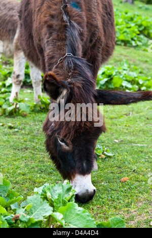 Piatra mare, Brasov, Romania: Donkey grazing on a meadow in the mountains Stock Photo