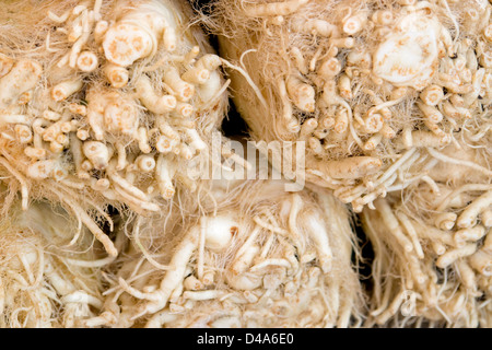 abstract full frame background showing some rooty celery Stock Photo