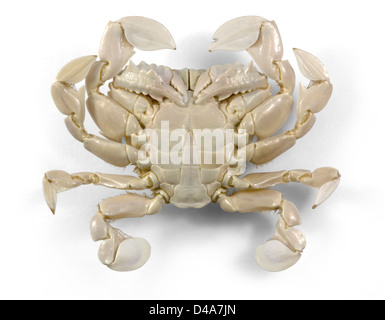 supine moon crab in white back with shadow Stock Photo