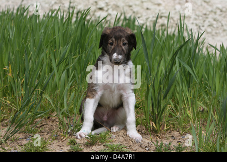 Dog barzoi / Borzoi / Russian wolfhound / Barsoi puppy sitting in a field Stock Photo