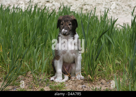 Dog barzoi / Borzoi / Russian wolfhound / Barsoi puppy sitting in a field Stock Photo