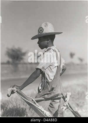 Resting the mules which get too hot when the cotton is high ... Stock Photo