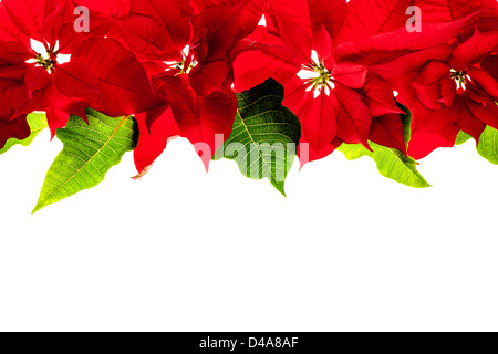 Christmas border of red poinsettia plants isolated on white background Stock Photo
