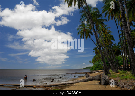 Woman sitting in the ocean harvesting seafood under Royal palm grove trees Molokai Hawaii Stock Photo