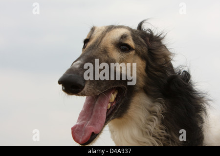 Dog barzoi / Borzoi / Russian wolfhound / Barsoi adult portrait Stock Photo