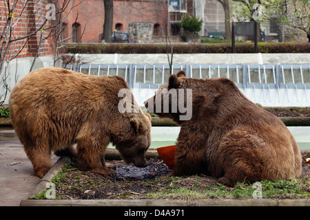 Berlin, Germany, the Brown Bears Schnute and Maxi in Baerenzwinger in Köllnischen Park Stock Photo