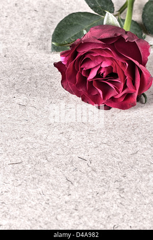 Red Rose on Old Paper.Love Letter Stock Photo