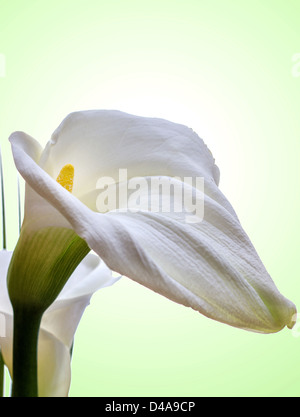 Close-up of White Calla Lilly on green Background Stock Photo